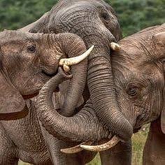 Elephants -Group Hug - Tawney.jpg