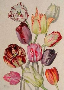 tulip15.jpg