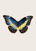 butterfly.jpg