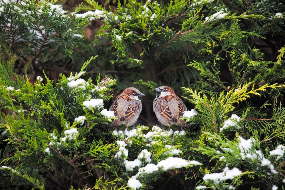 arborvitae-w-snow-sparrows-big-5a00f60db39d030019171b60.jpg